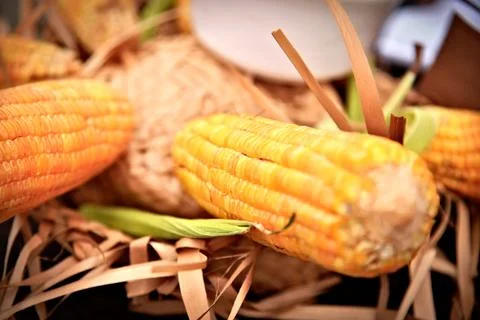 Corncobs on top of a straw hat. Decorative scene of Brazil's June festival. Stock Photos