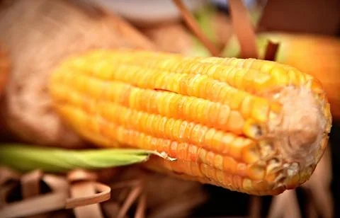 Corncobs on top of a straw hat. Decorative scene of Brazil's June festival. Stock Photos