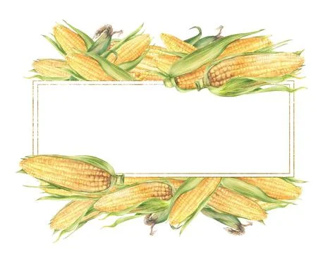 Corncobs yellow maize cobs rectangular gold frame. Watercolor Vegetable har.. イラスト素材