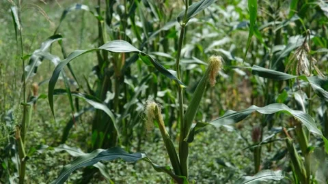 Corncop in field Video stock 182068188