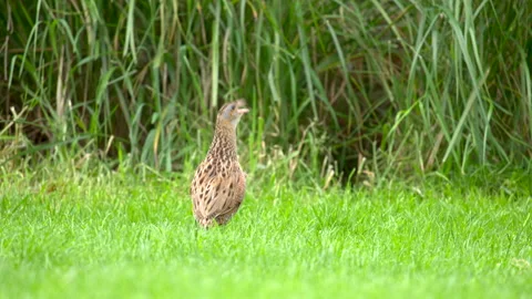 Corncrake Crex crex 1calling Stock Footage 171599087