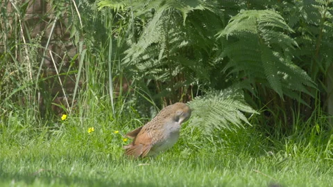 Corncrake Crex crex 2 preening Stock Footage 171599162
