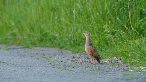 Corncrake (Crex crex) mating call, bird calling in the meadow Stock Footage 249615594