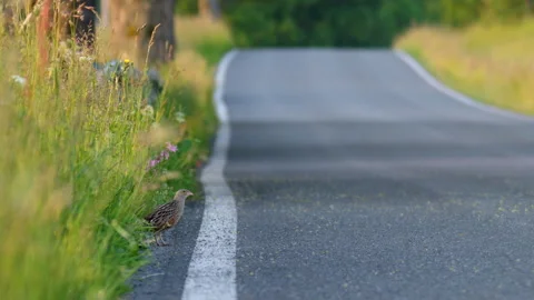 Corncrake (Crex crex) mating call, bird calling on the road Stock Footage 249618457