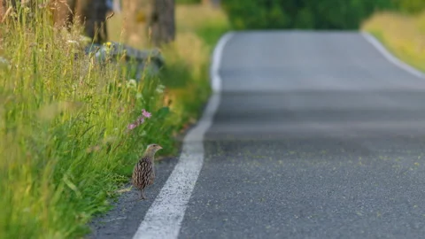 Corncrake (Crex crex) mating call, bird calling on the road Видео 249619461