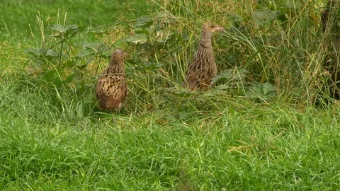 Corncrake Crex crex moving through long grass Stock Footage 82657089