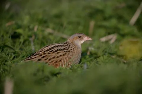 Corncrake, Crex crex Foto stock