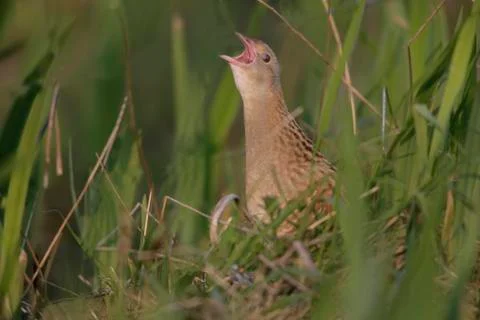 Corncrake, Crex crex Stock Photos
