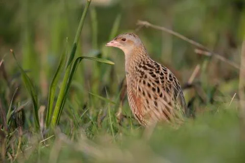 Corncrake, Crex crex Stock Photos
