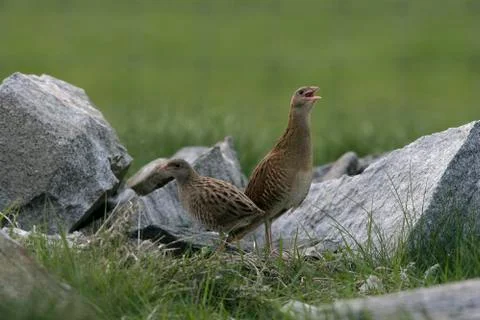 Corncrake, Crex crex Stock Photos