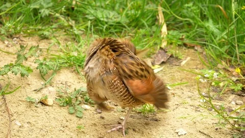 Corncrake crex crex preening and drying feathers Stock Footage 82656087