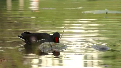Corncrake Stock Footage 20441519