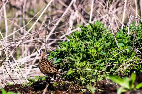Corncrake Stock Photos
