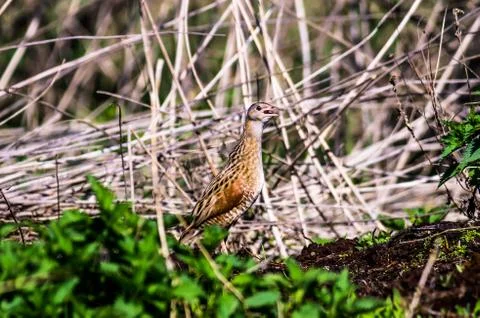 Corncrake Stock Photos