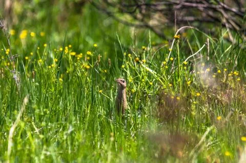 Corncrake Stock Photos