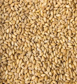 Corncrop Stock Photos