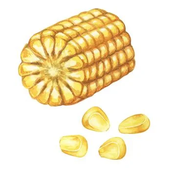 Corn,cut half of the cob with kernels in watercolor. Autumn harvest plant. Fresh Illustrazione stock