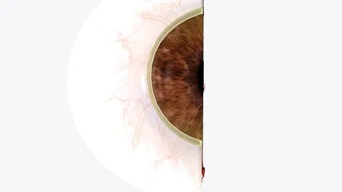 The cornea is the clear outer layer at the front of the eye Stock Illustration