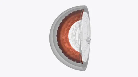 The cornea is the clear outer layer at the front of the eye Stock Illustration