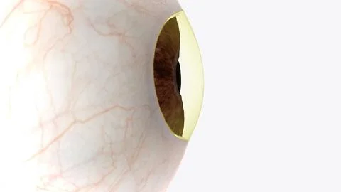 The cornea is the clear outer layer at the front of the eye Stock Illustration