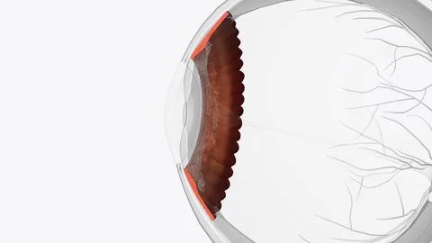 The cornea is the clear outer layer at the front of the eye Stock Illustration