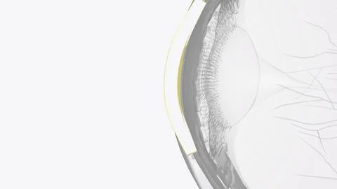 The cornea is the clear outer layer at the front of the eye Stock Illustration