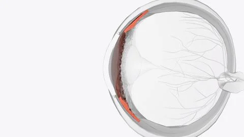 The cornea is the clear outer layer at the front of the eye Stock Illustration