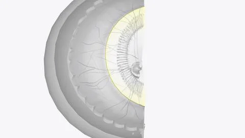 The cornea is the clear outer layer at the front of the eye Stock Illustration