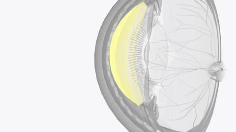 The cornea is the clear outer layer at the front of the eye Stock Photos