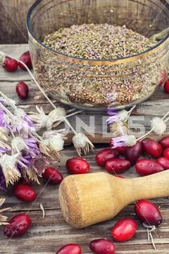 Cornel berries with herbaceous medicinal shrub Stock Photos