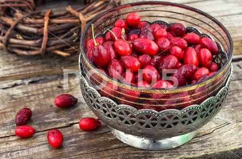 Cornel berries with herbaceous medicinal shrub Stock Photos