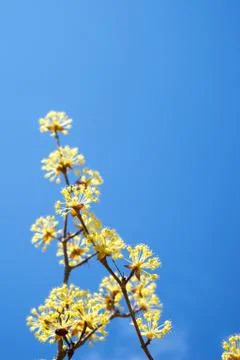 Cornel blossoms Stock Photos