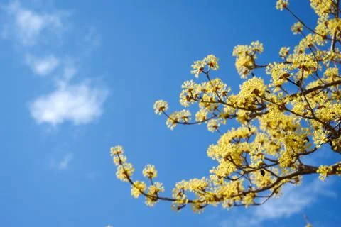 Cornel blossoms Foto stock