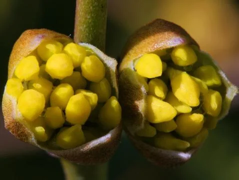 Cornel Cherry Stock Photos