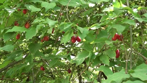 Cornel tree close up Stock Footage 235394359