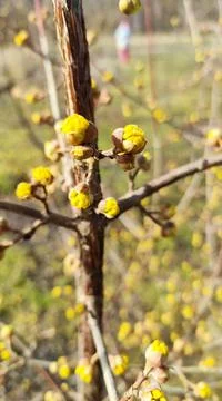 Cornelian buds bloom Stock Photos