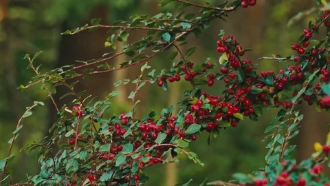 Cornelian cherry berries Stock Footage 80681409