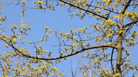 Cornelian cherry (Cornus mas) Stock Footage 13790068
