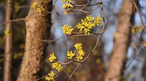 Cornelian cherry (Cornus mas) Stock Footage 13790225