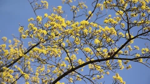 Cornelian cherry (Cornus mas) Stock Footage 13794220