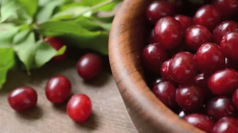 Cornelian cherry (Cornus mas) Stock Footage 15205518