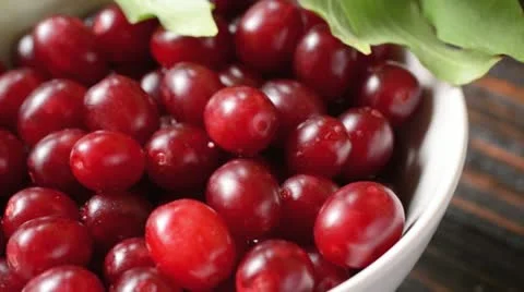 Cornelian cherry (Cornus mas) Stock Footage 15205977