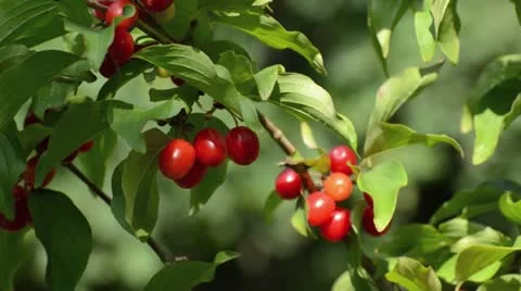 Cornelian cherry (Cornus mas) Video stock 15208407