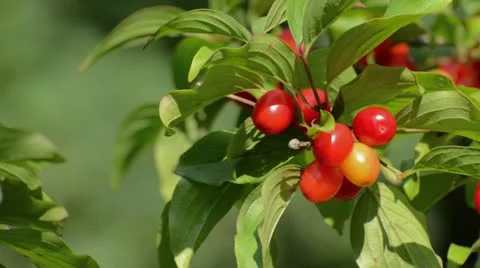 Cornelian cherry (Cornus mas) Stock Footage 15208465