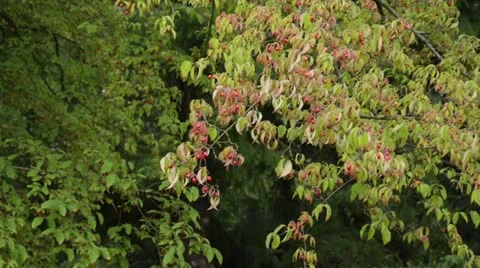 Cornelian cherry (Cornus mas) Stock Footage 15214670