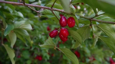 Cornelian cherry Stock Footage 206447448