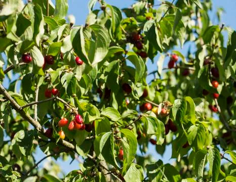 Cornelian cherry fruit Stock Photos