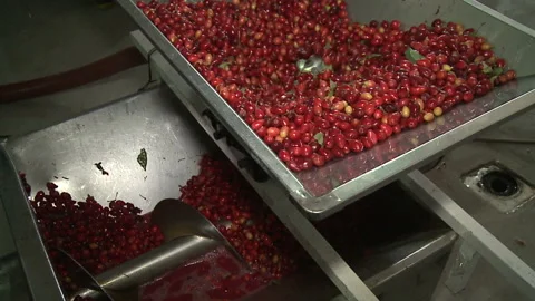 Cornelian cherry in the grape crusher machine. The corkscrew crusher. Cornel 스톡 동영상 167226971