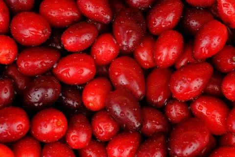 Cornelian cherry Stock Photos