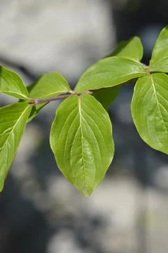 Cornelian cherry Stock Photos